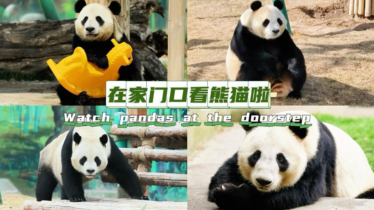 Four giant pandas officially debut today at Lanzhou Wild Animal Park