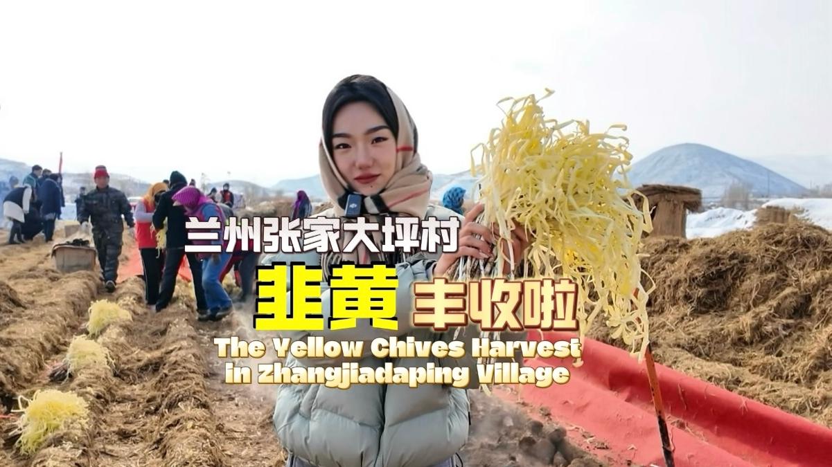 The Yellow Chives Harvest in Zhangjiadaping Village