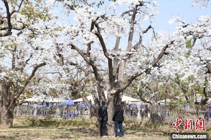 圖為游客在“世界第一古梨園”內(nèi)參觀?！〈魑牟?攝