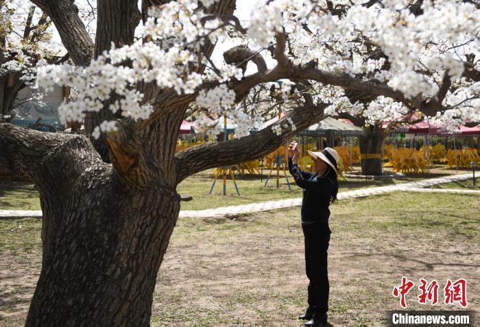 圖為游客在古梨樹園里自拍留影,?！〈魑牟?攝 