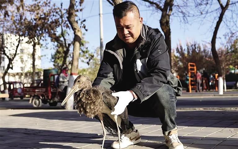 金塔 救助國(guó)家一級(jí)保護(hù)動(dòng)物黑鸛